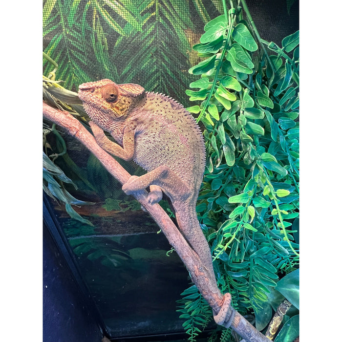 Male Panther Chameleon