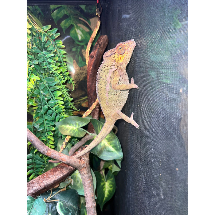 Male Panther Chameleon