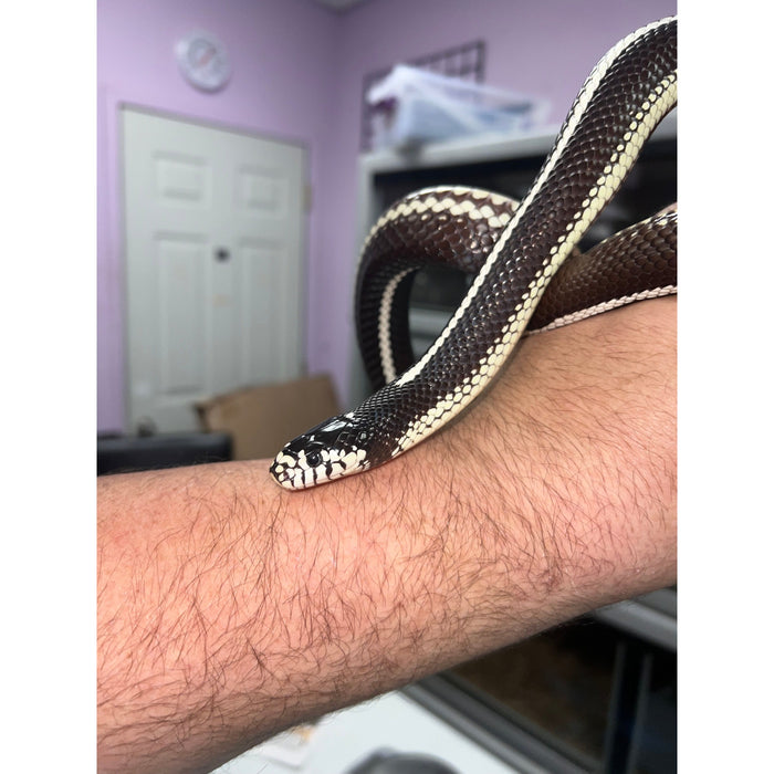 California King Snake (Adult)