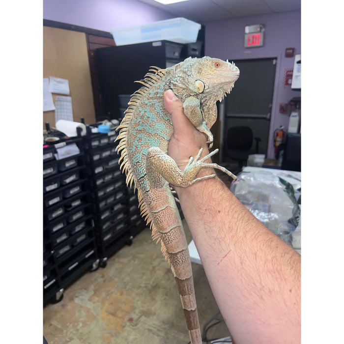 Blue Iguana (Axanthic) (Iguana iguana)