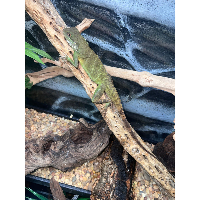 Chinese Water Dragon (Physignathus cocincinus)