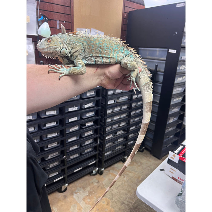 Blue Iguana (Axanthic) (Iguana iguana)