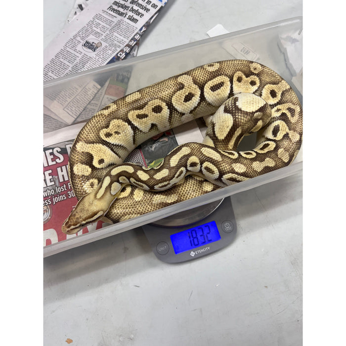 Pastel Lesser Ball Python (Adult) (Python Regius)