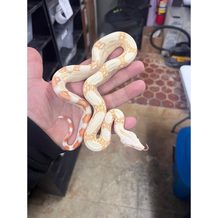 Albino (Kahl) Key West Jungle Red Tail Boa