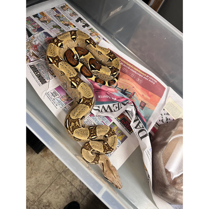 Colombian Red Tail Boa (Juvenile)