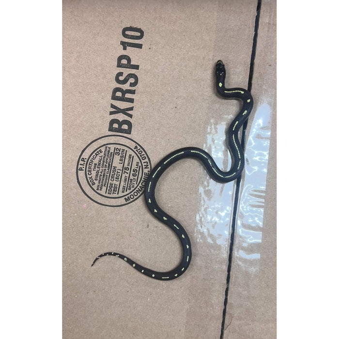 Dot Dash California Kingsnake