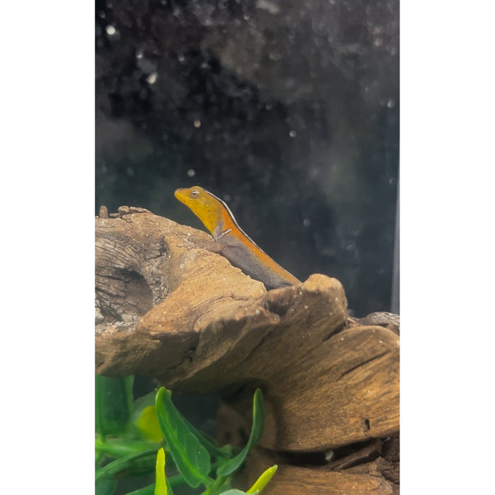 Dwarf Gecko "Wiegmann's Striped" (Gonatodes vittatus) Pair