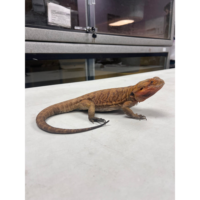 Citrus Leatherback Bearded Dragon (Adult Female)