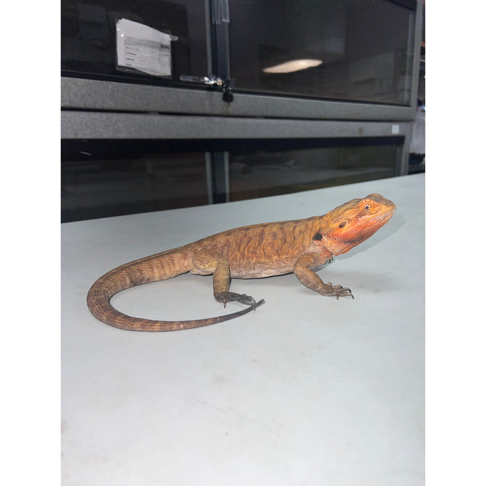 Citrus Leatherback Bearded Dragon (Adult Female)