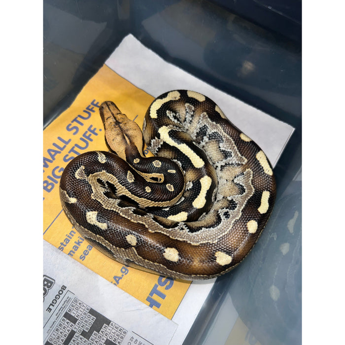 Borneo Short Tail Python (Python breitensteini)