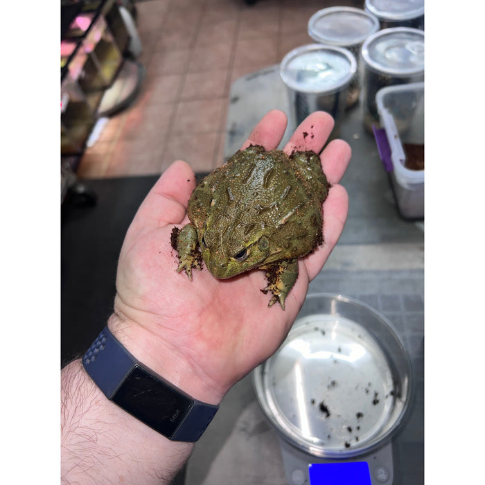 Giant Pixie Frog (Sub-Adult) (Pyxicephalus adspersus)