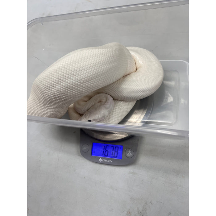 Blue Eye Leucistic Ball Python (Adult)