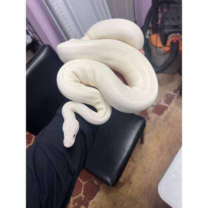 Blue Eye Leucistic Ball Python (Adult)