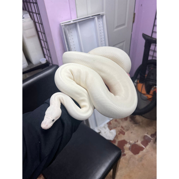 Blue Eye Leucistic Ball Python (Adult)