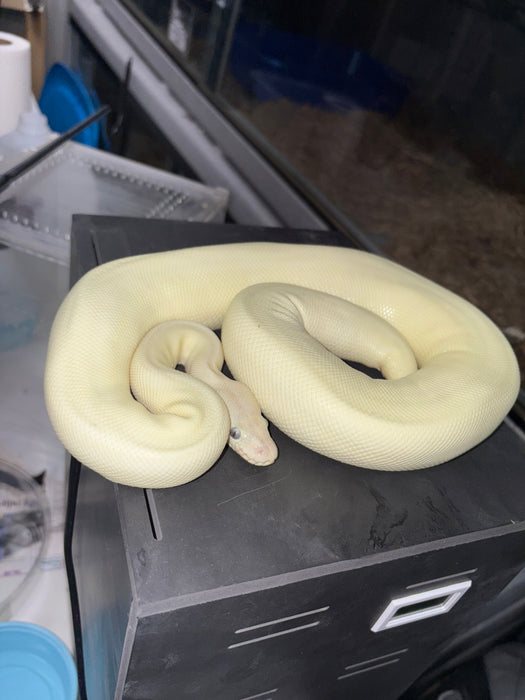 Blue Eye Leucistic Ball Python (Sub Adult)