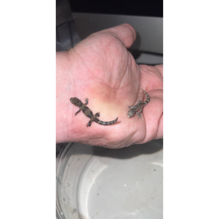 Bauer's Chameleon Gecko (CB Baby-Juvenile) (Eurydactylodes agricolae)