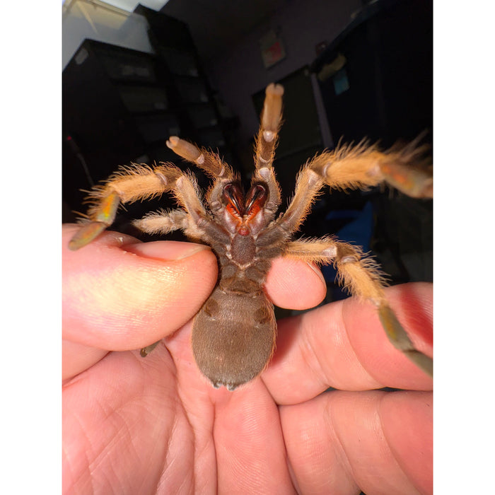 Rio Grande Gold (A. moderatum)