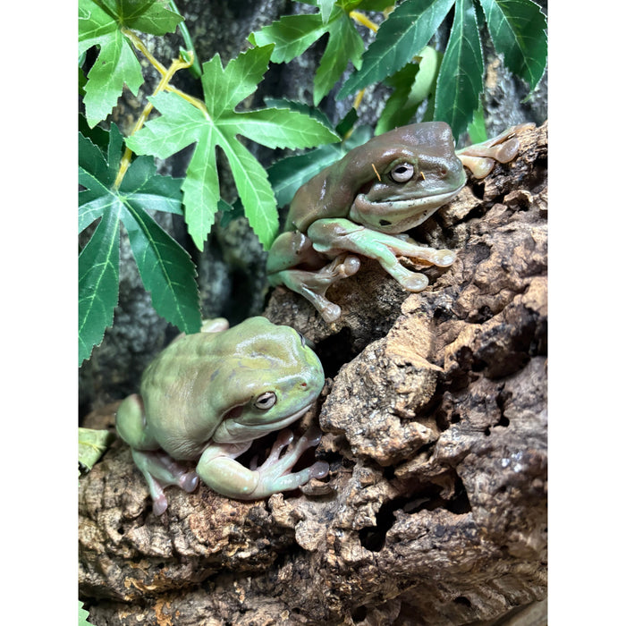 Dumpy Tree Frog (Litoria caerulea)