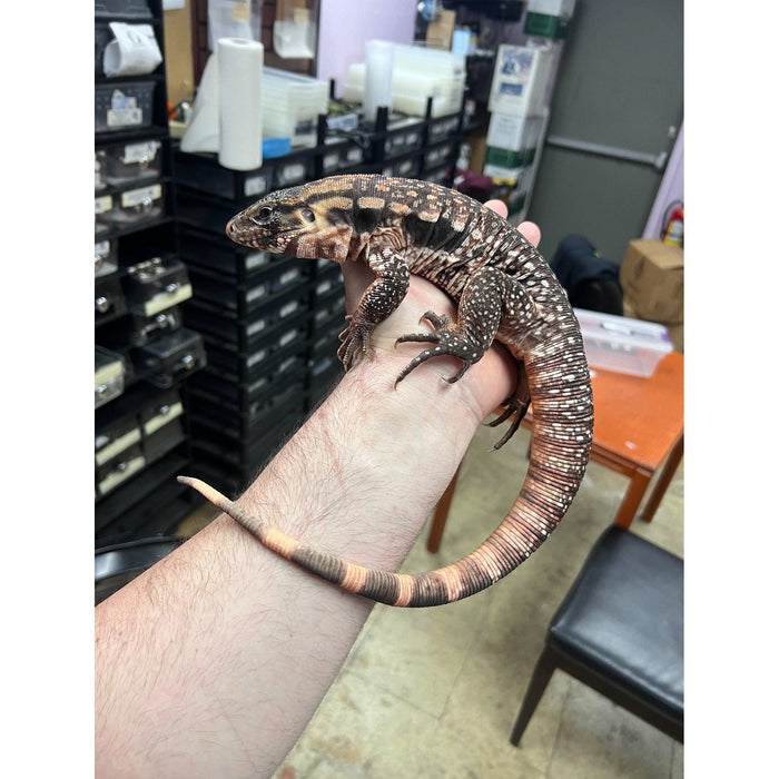 Argentine Red Tegu (CB) (Tupinambis merianae)