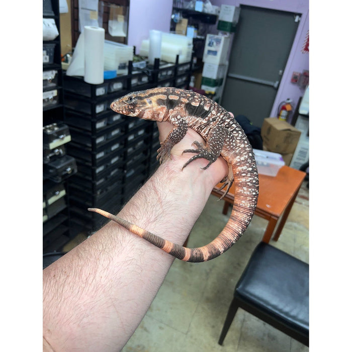 Argentine Red Tegu (CB) (Tupinambis merianae)