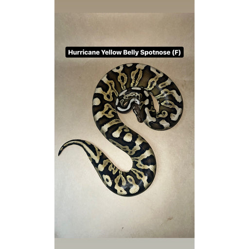 Ball Pythons for Sale — Page 2 — Jungle Bobs Reptile World