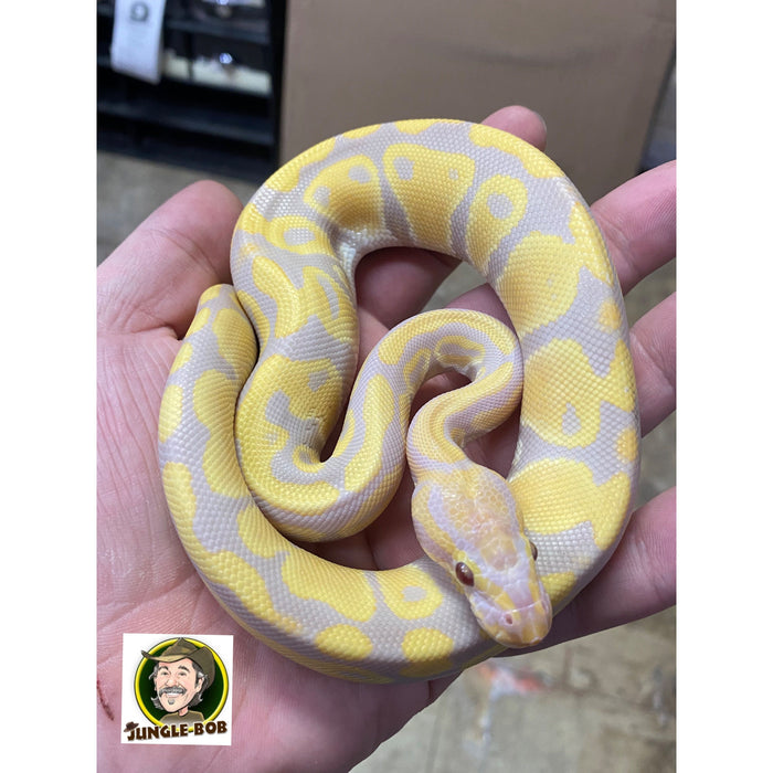 Candy Ball Python