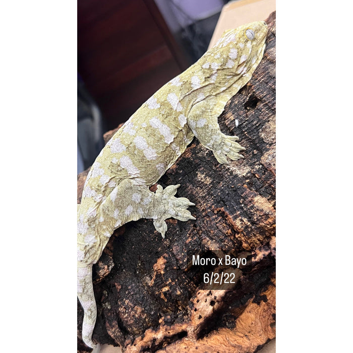 Leachianus Gecko (Moro X Bayonnaise) (Sub Adult)