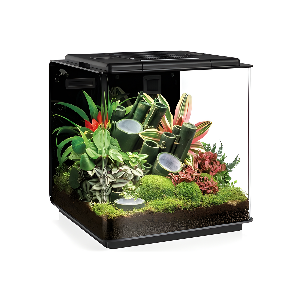 Large Bio-Bowl Terrarium with Organic Woodland Plants 2