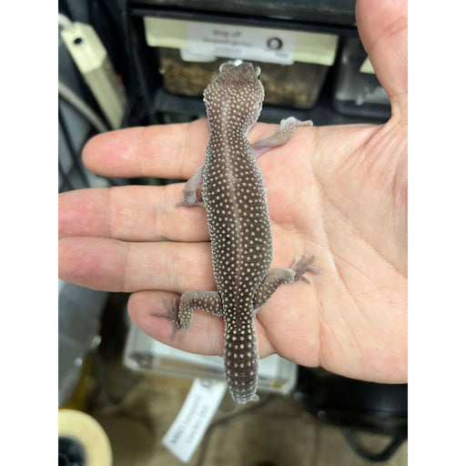 Blizzard Leopard Gecko:Jungle Bob's Reptile World