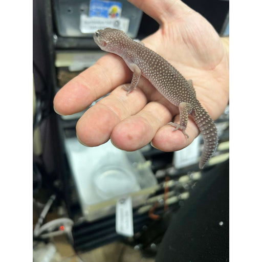 Blizzard Leopard Gecko:Jungle Bob's Reptile World