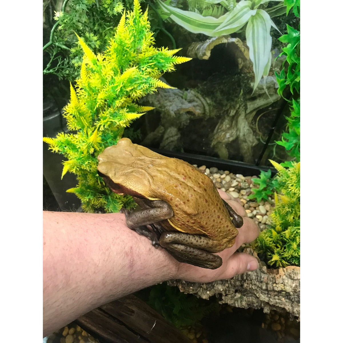 Giant Pixie Frog BABY (Pyxicephalus adspersus) — Jungle Bobs