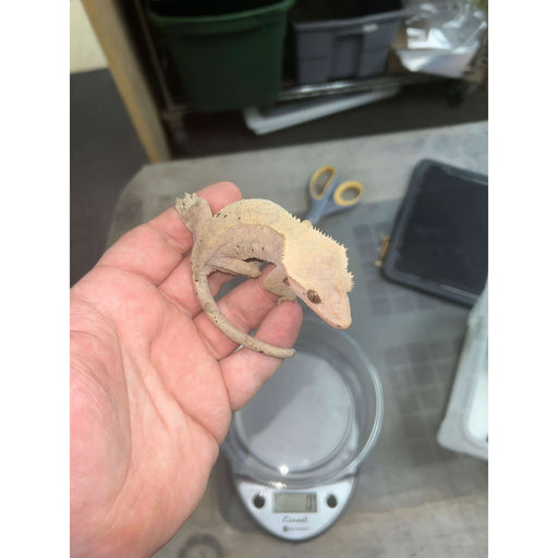 Crested Gecko (Adult Female):Jungle Bob's Reptile World