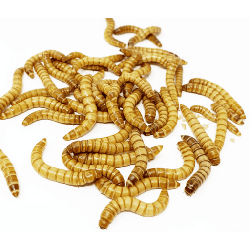 Live Crickets Reptile Feeder Insects 20 count — Jungle Bobs