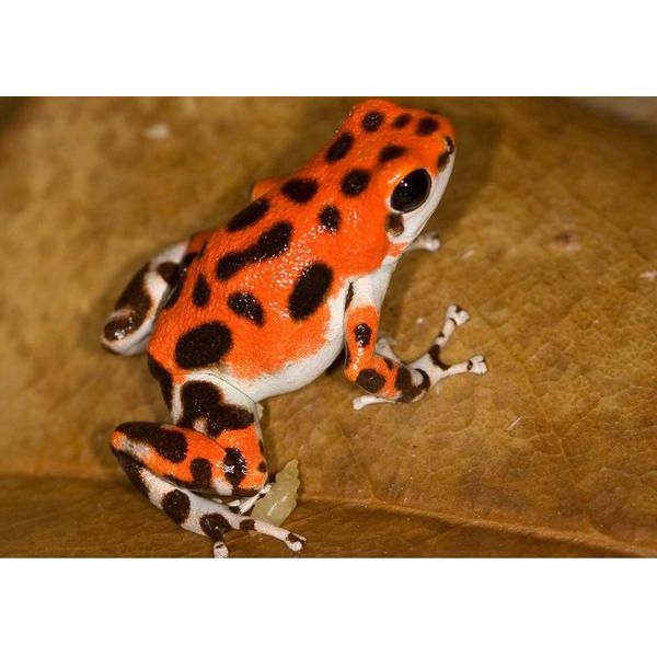 Oophaga Pumilio Bastimentos Dart Frog