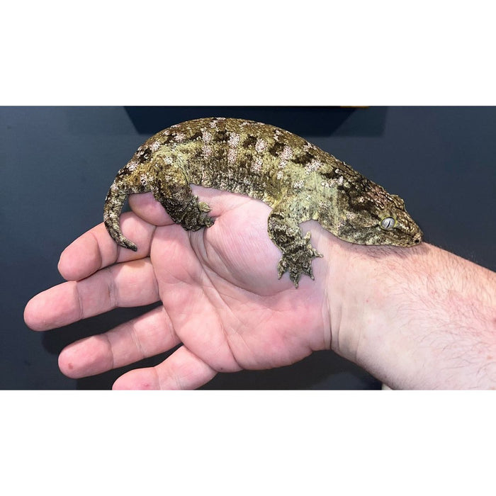 Leachianus Gecko(NLS) (High Pattern Male)