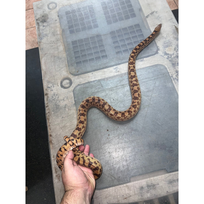 Bull Snake (Adult) (Pituophis catenifer sayi)