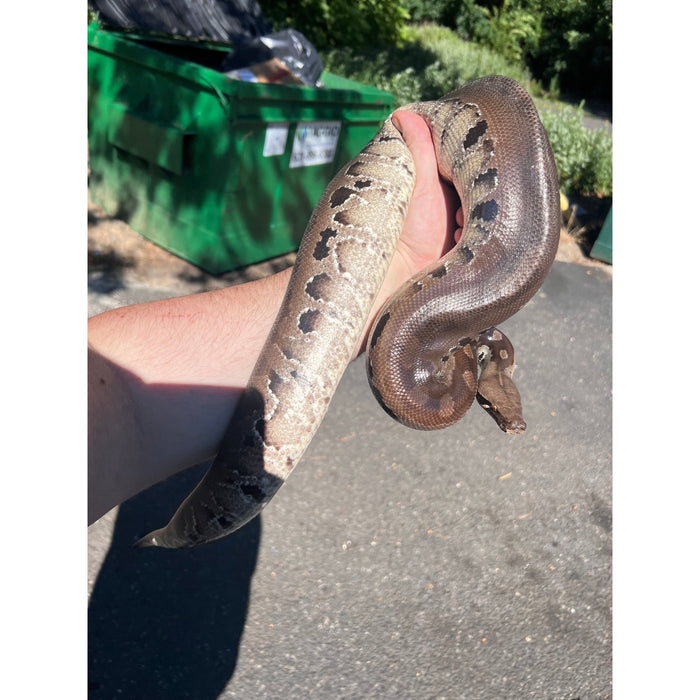 Sumatran Short Tail Python (Black Blood) (Male) (Python curtus)