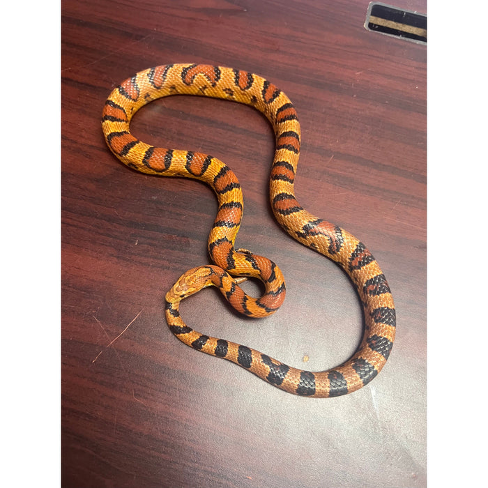 Okeetee Corn Snake (Adult)