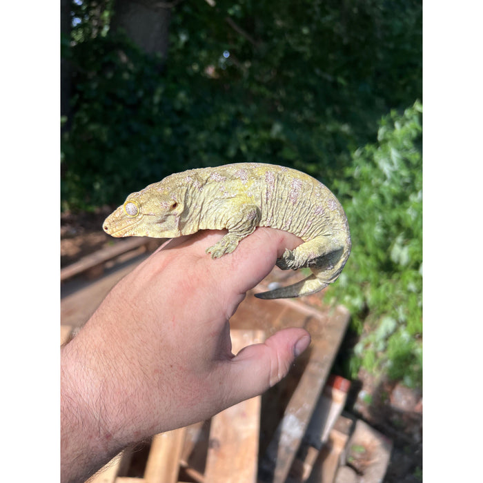 Leachianus Gecko(NLS) (High Pattern Male)