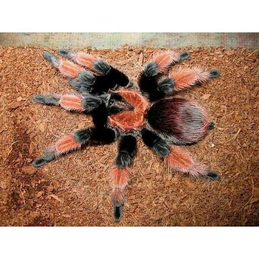 Mexican Red Leg Tarantula (Brachpelna Emelia) SLING:Jungle Bob's Reptile World