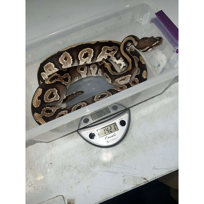 Mojave Ball Python:Jungle Bob's Reptile World