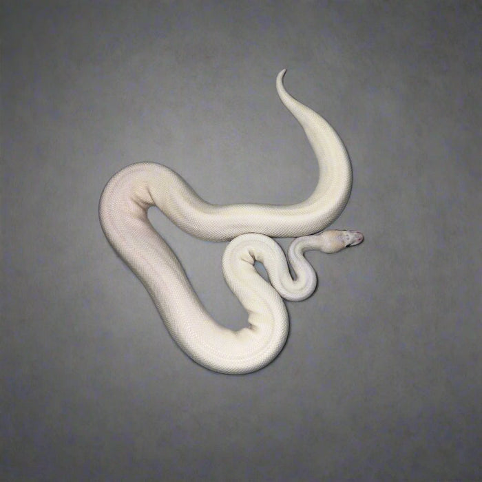 Blue Eye Leucistic Ball Python (Female)