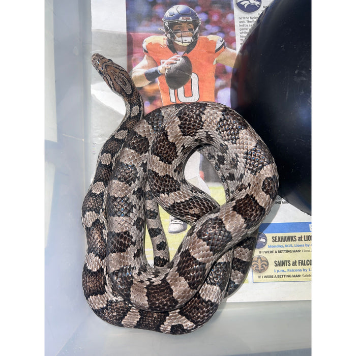 Anery Corn Snake (Adult)