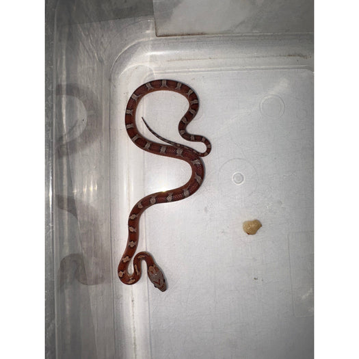 Blood Red Corn Snake