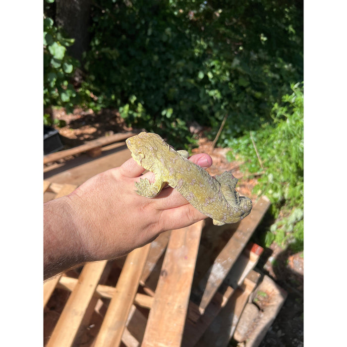 Leachianus Gecko(NLS) (High Pattern Male)