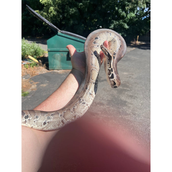 Sumatran Short Tail Python (Black Blood) (Female) (Python curtus)