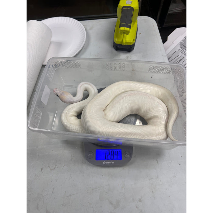 Blue Eye Leucistic Ball Python (Female)