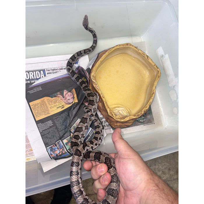 Anery Corn Snake (Adult)