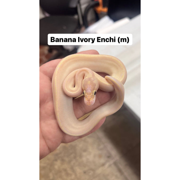 Banana Ivory Enchi Ball Python