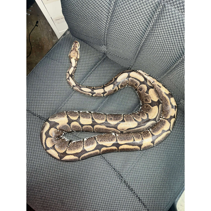 Spider Ball Python:Jungle Bob's Reptile World